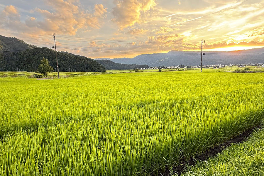The story behind the rice